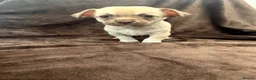 Chihuahua dogs for sale: 7 Adorable Chihuahua puppies ready 19th July - Advert 14