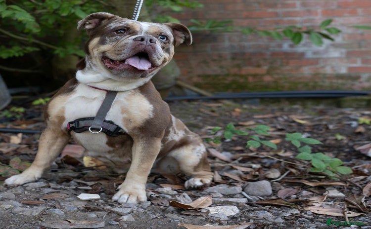Olde English Bulldogge dogs - Advert 2