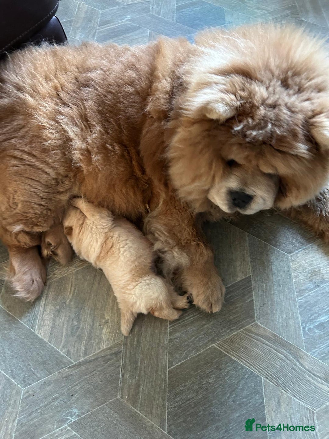Chow Chow dogs for sale: Amazing cream chow chow puppy for sale  - Advert 2