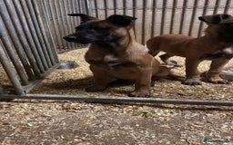 Belgian Shepherd Dog dogs for sale: Dutch herder puppys for sale  - Image 9