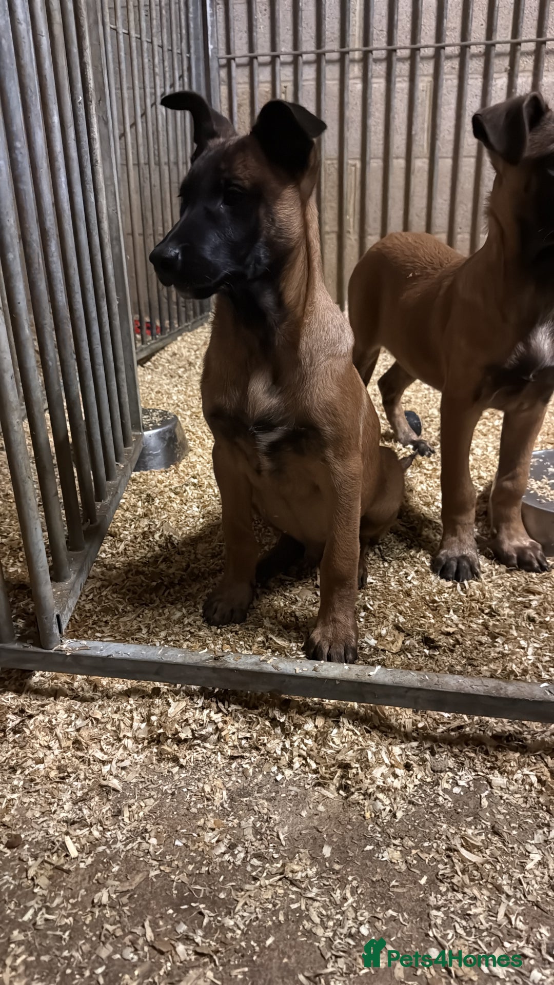 Belgian Shepherd Dog dogs for sale: Dutch herder puppys for sale  - Image 9