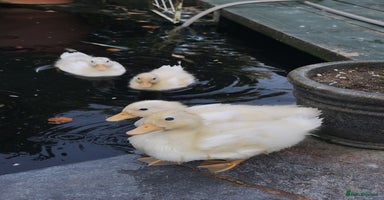 Ducks poultry - Advert 5