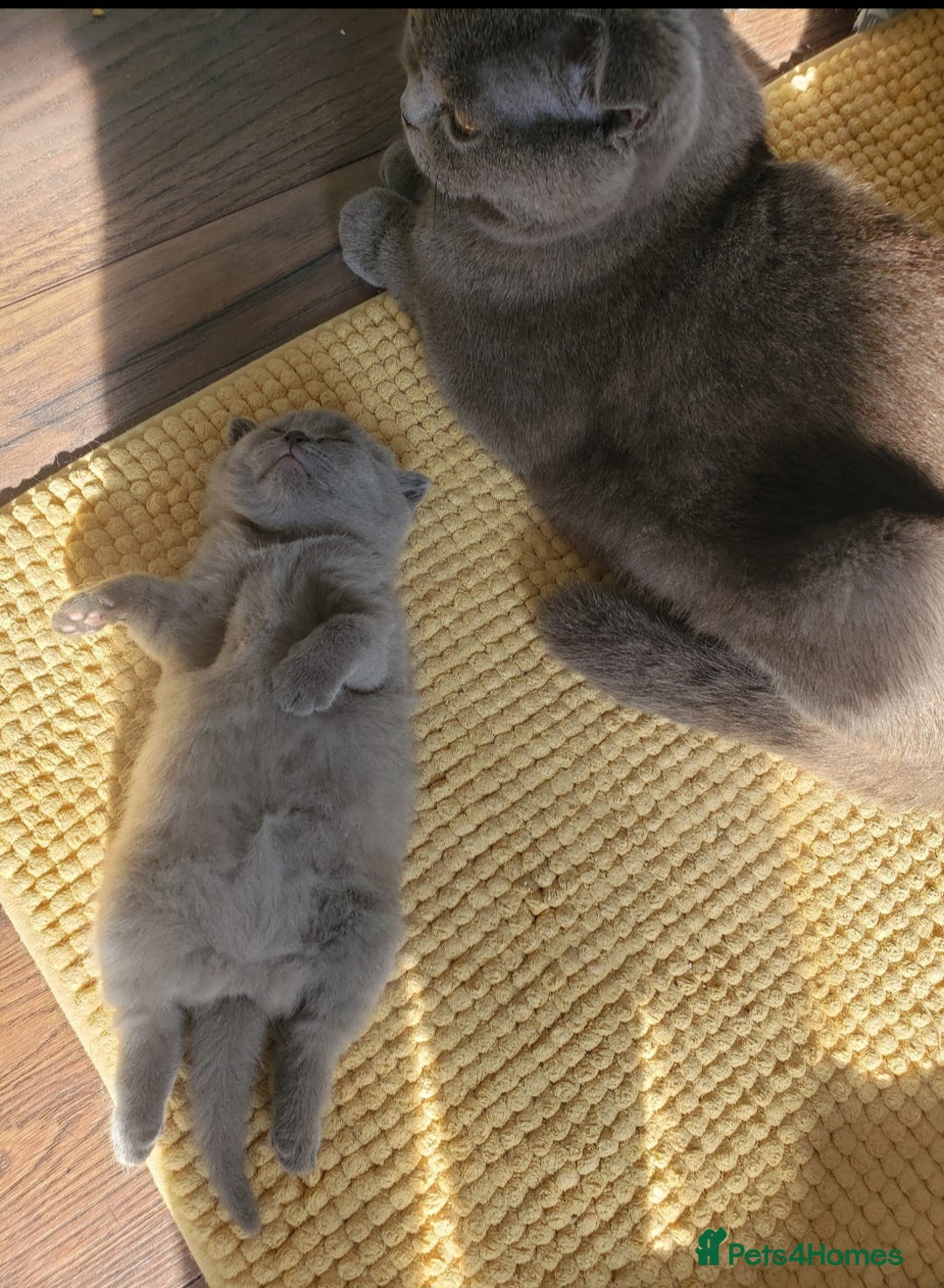 British Shorthair cats for sale: British shorthair kittens😻 - Image 8