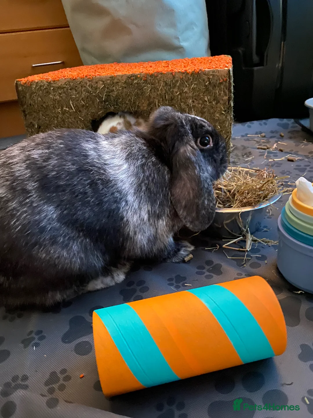 English Lop rabbits for sale: Two Female Bonded Rabbits in Winchester - Advert 3