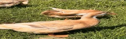 Ducks poultry for sale: 🦆 Pure Saxony Hatching eggs!!  🦆 - Advert 4