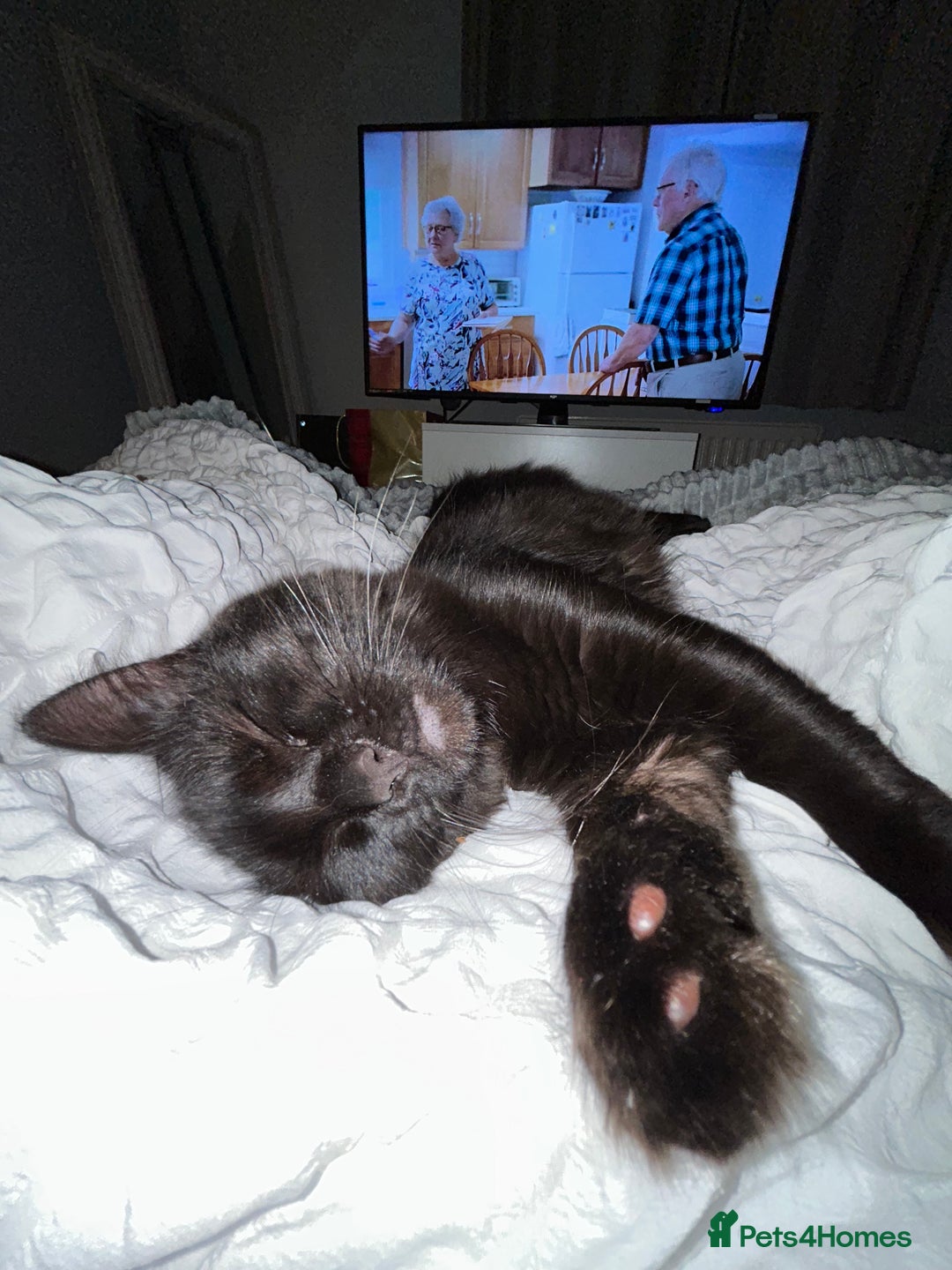 RagaMuffin cats for sale: Cat, Oreo - Advert 11