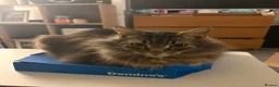 Ragdoll cats for sale: Billy  in Bournemouth - Advert 10