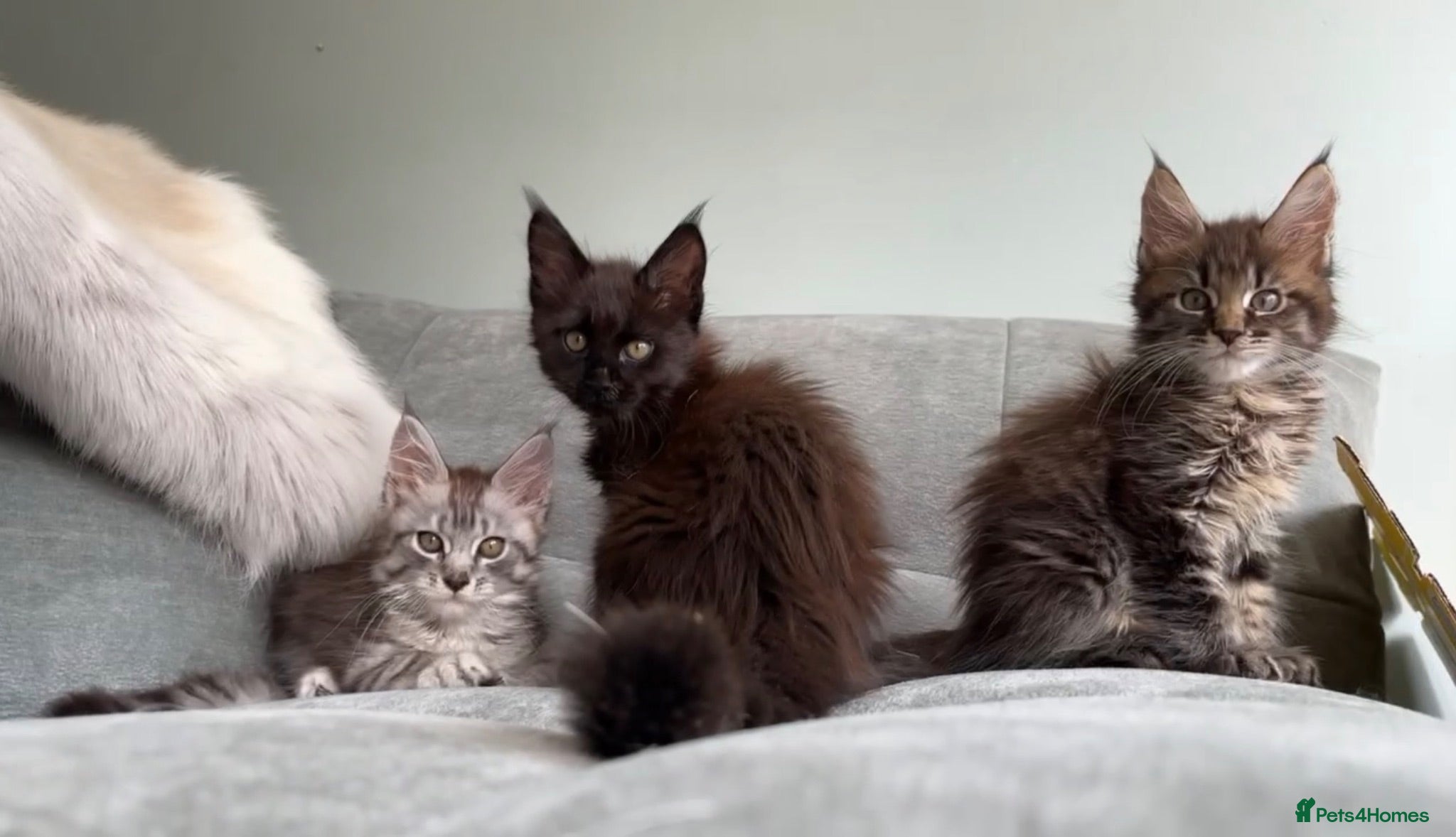Maine Coon cats 3 Gorgeous TICA Registered Mainecoon kittens  - Advert 8