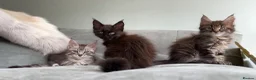 Maine Coon cats for sale: 3 Gorgeous TICA Registered Mainecoon kittens  - Advert 5