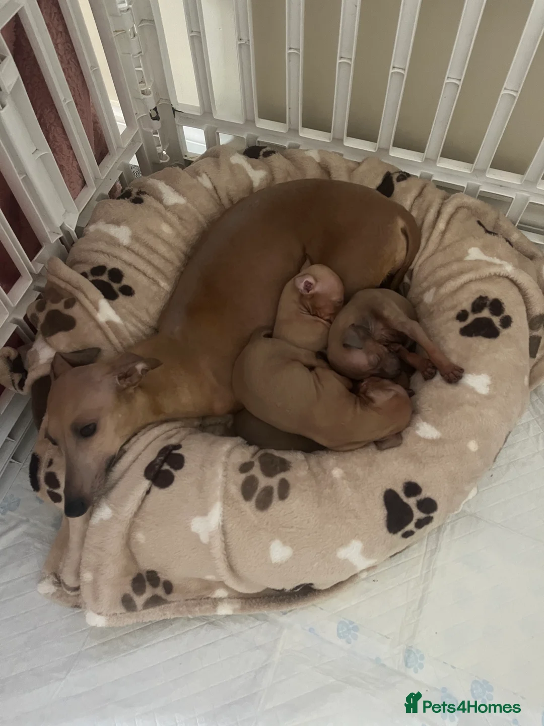 Italian Greyhound dogs for sale: KC Registered Italian Greyhound Puppies  - Advert 2