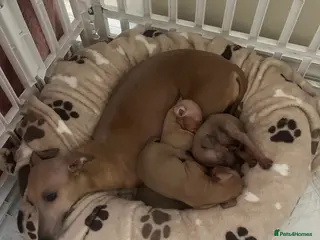 Italian Greyhound dogs Beautiful KC Registered Italian Greyhound Puppies - Advert 7