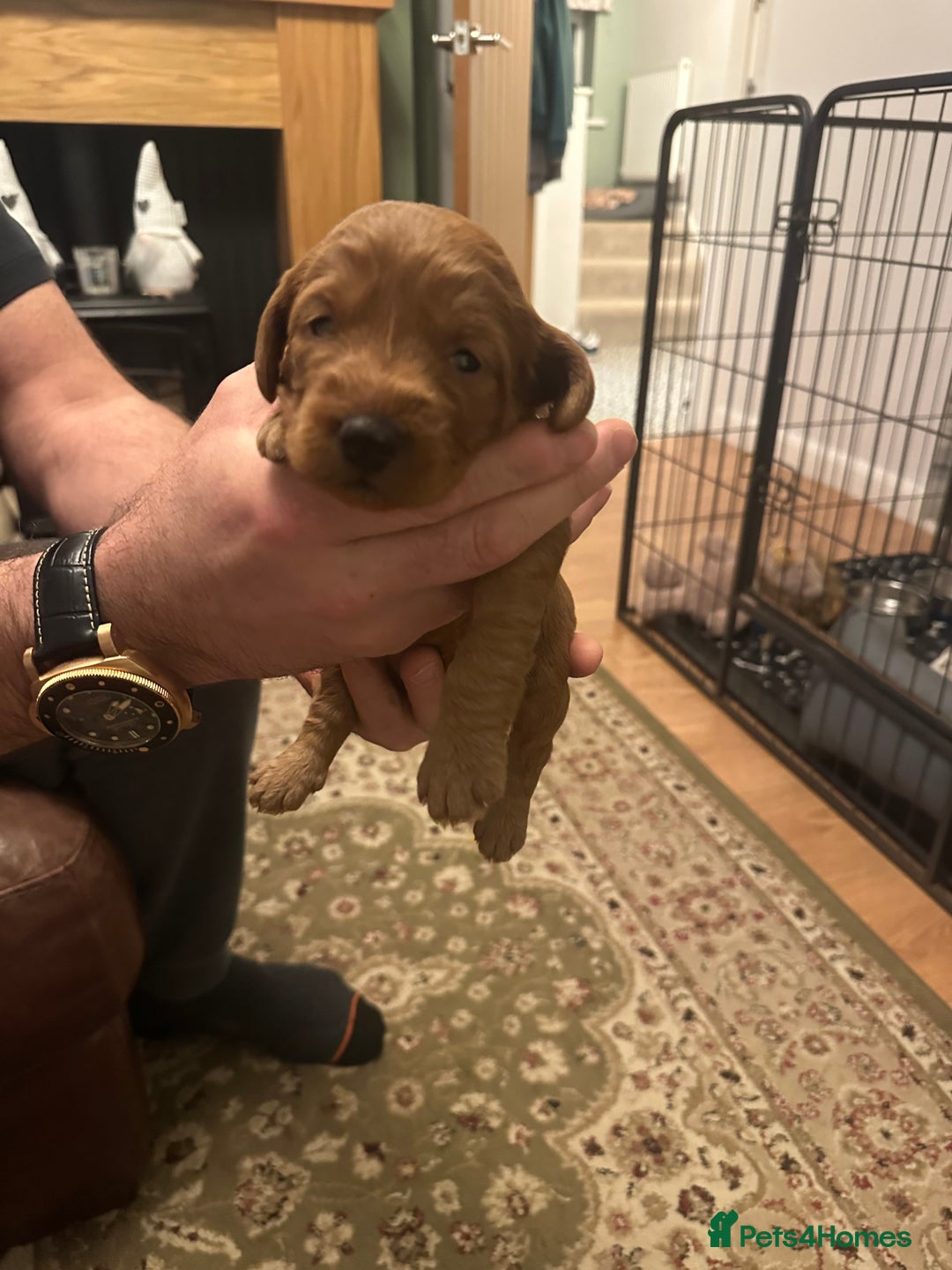 Labradoodle dogs for sale: Miniature F1 Labradoodles  - Advert 15