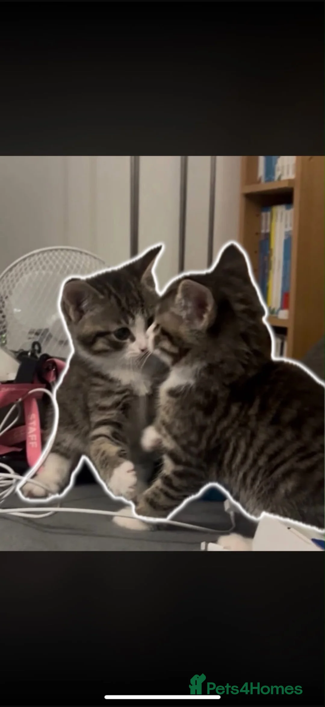 Mixed Breed cats for sale: Beautiful pair of kittens Ready now  in Haywards Heath - Advert 3