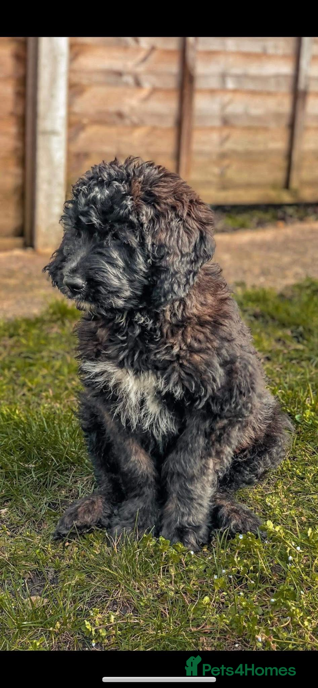 Bernedoodle dogs for sale: Bernese x poodle - Image 3