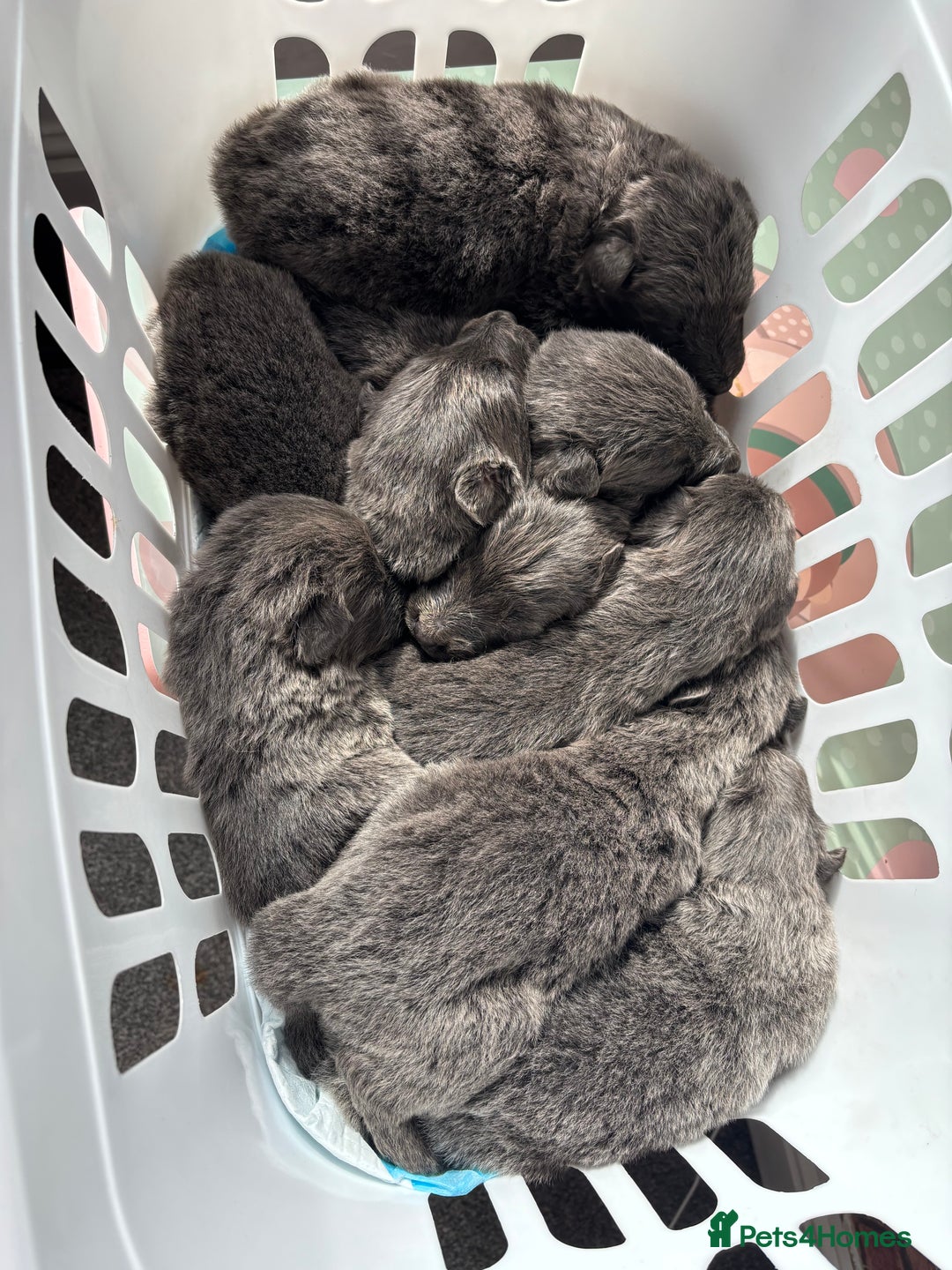 German Shepherd dogs for sale: Blue German shepherd puppies - Image 4
