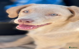 Labrador Retriever dogs for sale: Kc reg SILVER AND CHAMPAGNE LABRADORS  - Image 7