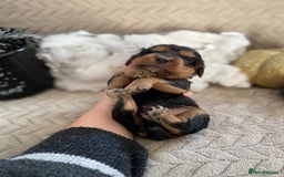 Cocker Spaniel dogs for sale: Working cocker spaniel puppies  - Image 4