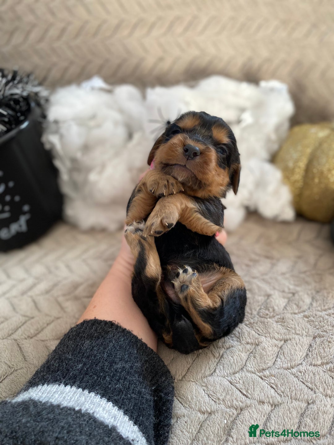 Cocker Spaniel dogs for sale: Working cocker spaniel puppies  - Image 4