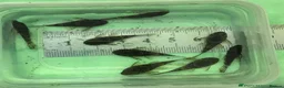 Plecos fish for sale: Beautiful Ancistrus in Croydon. - Advert 3