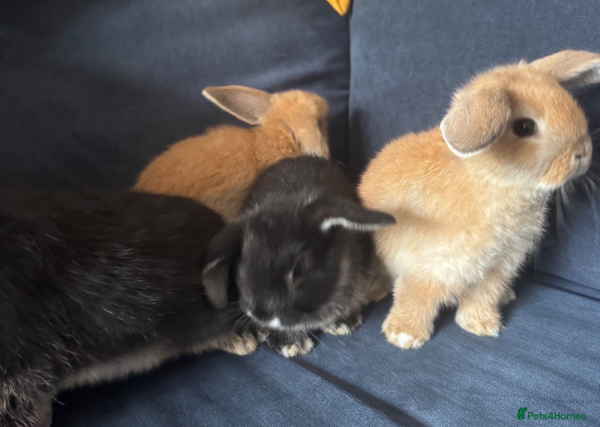 Mini Lop rabbits 4 x mini lops 8 weeks old for sale - Advert 2