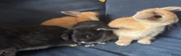 Mini Lop rabbits for sale: 4 x mini lops 8 weeks old for sale - Advert 2