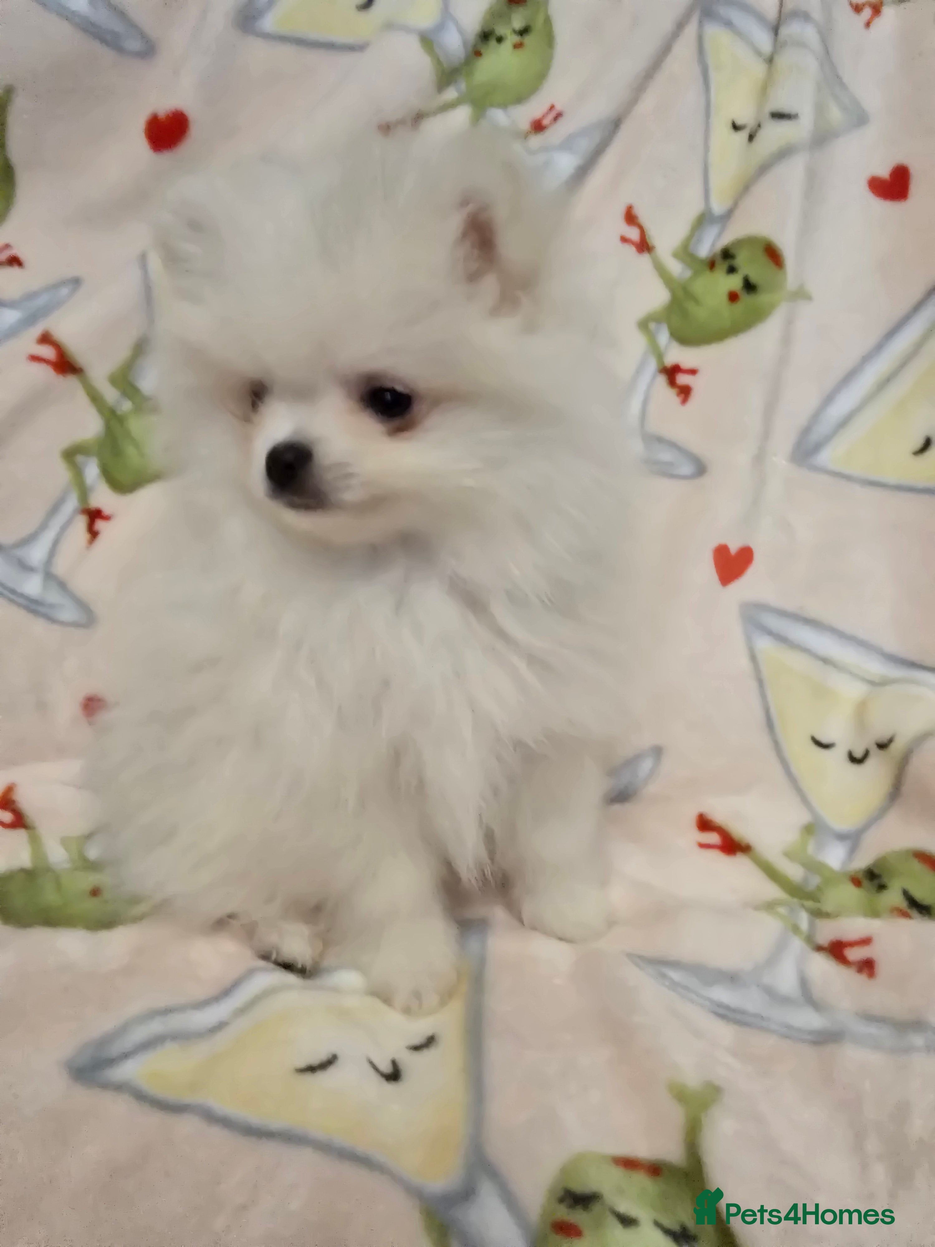 Pomeranian dogs Tiny Gorgeous KC White Pomeranians - Advert 6