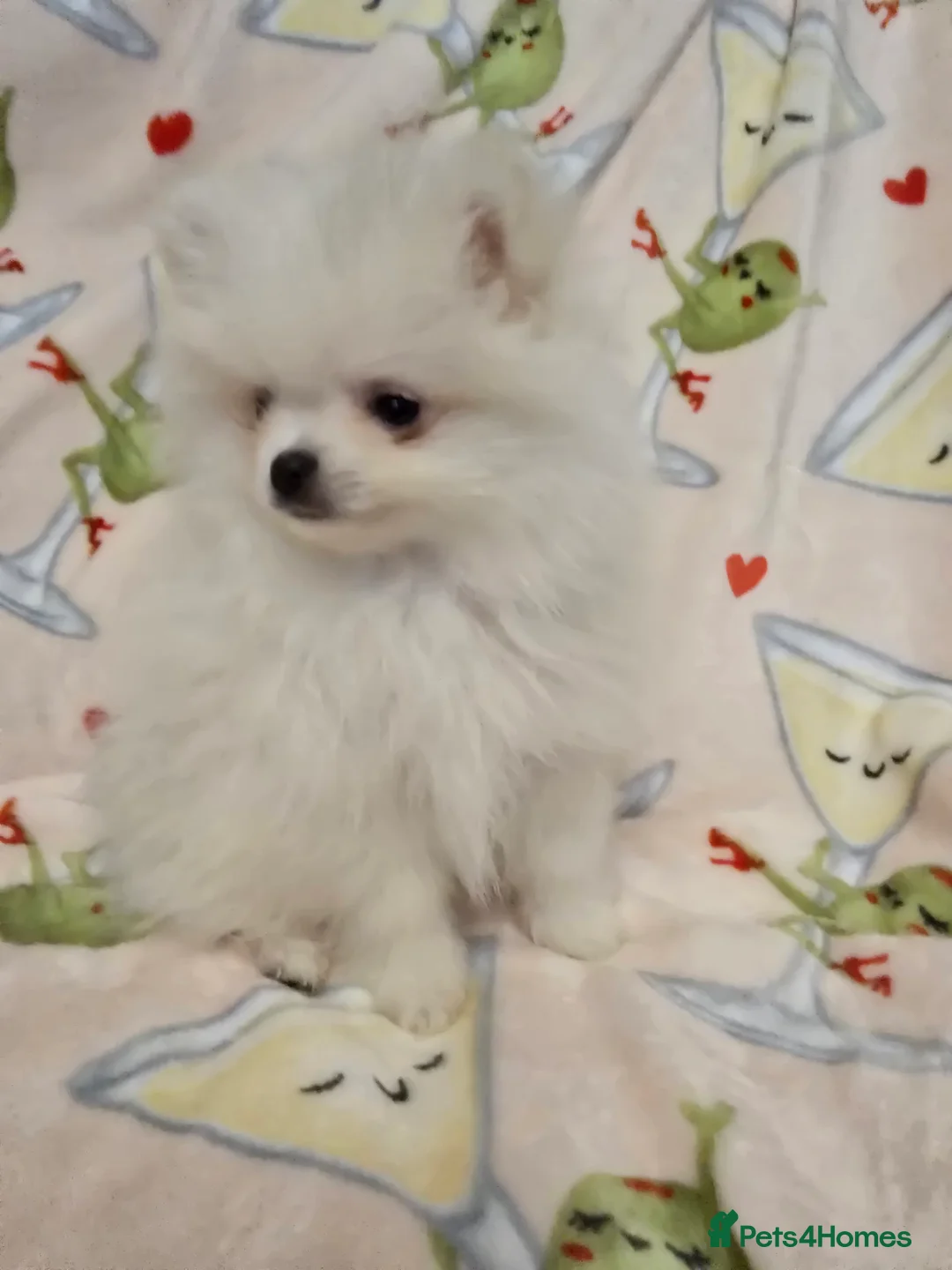 Pomeranian dogs for sale: KC Tiny Fully vaccinated gorgeous White Pomeranian - Advert 1