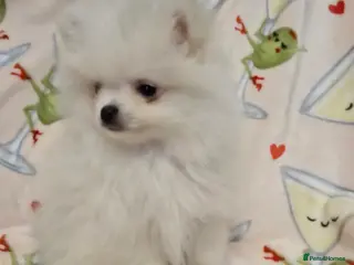 Pomeranian dogs Tiny Gorgeous KC White Pomeranians - Advert 6