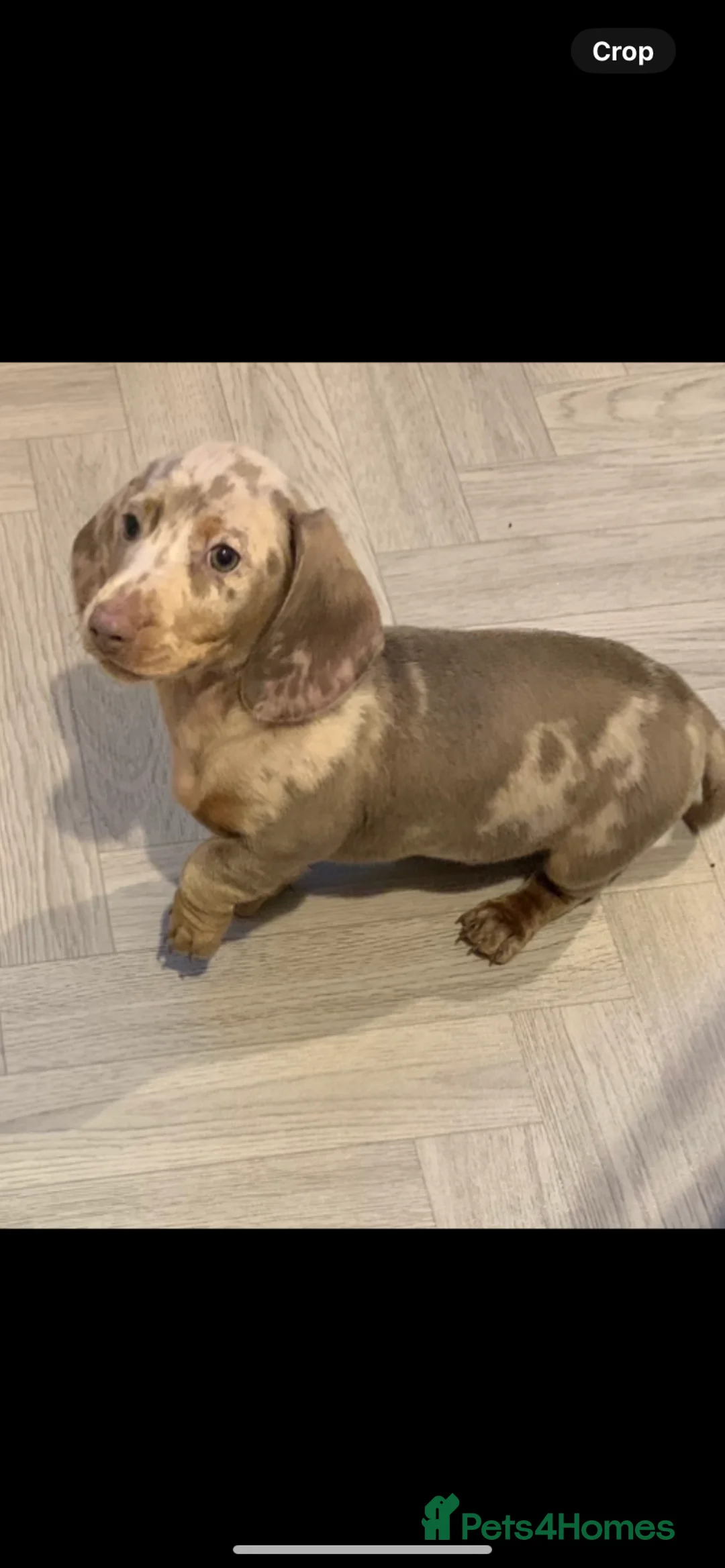 Dachshund dogs for stud: Miniature dachshund for stud  in Newport - Advert 10