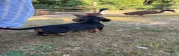 Miniature Dachshund dogs for sale: 5 female miniture dachshunds ready now  in Colwyn Bay - Advert 3