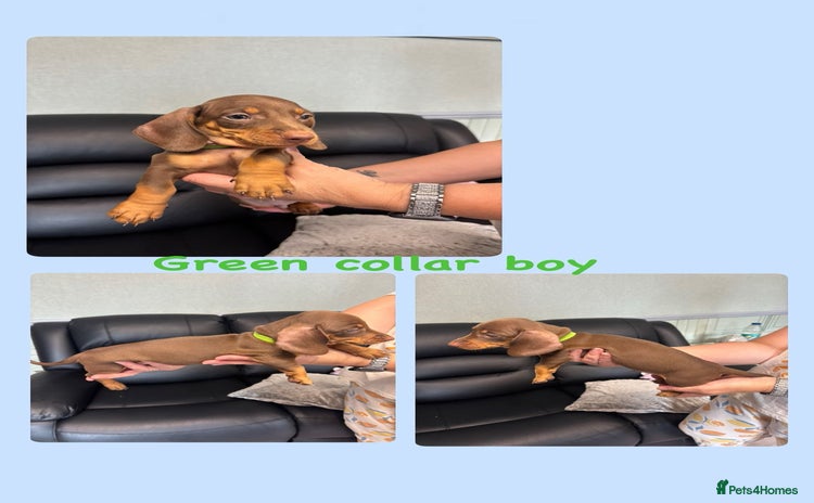 Dachshund dogs - Advert 2