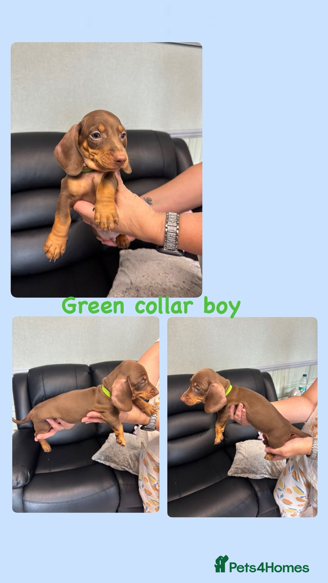 Dachshund dogs for sale: Miniature Dachshund pups £950 - Image 4