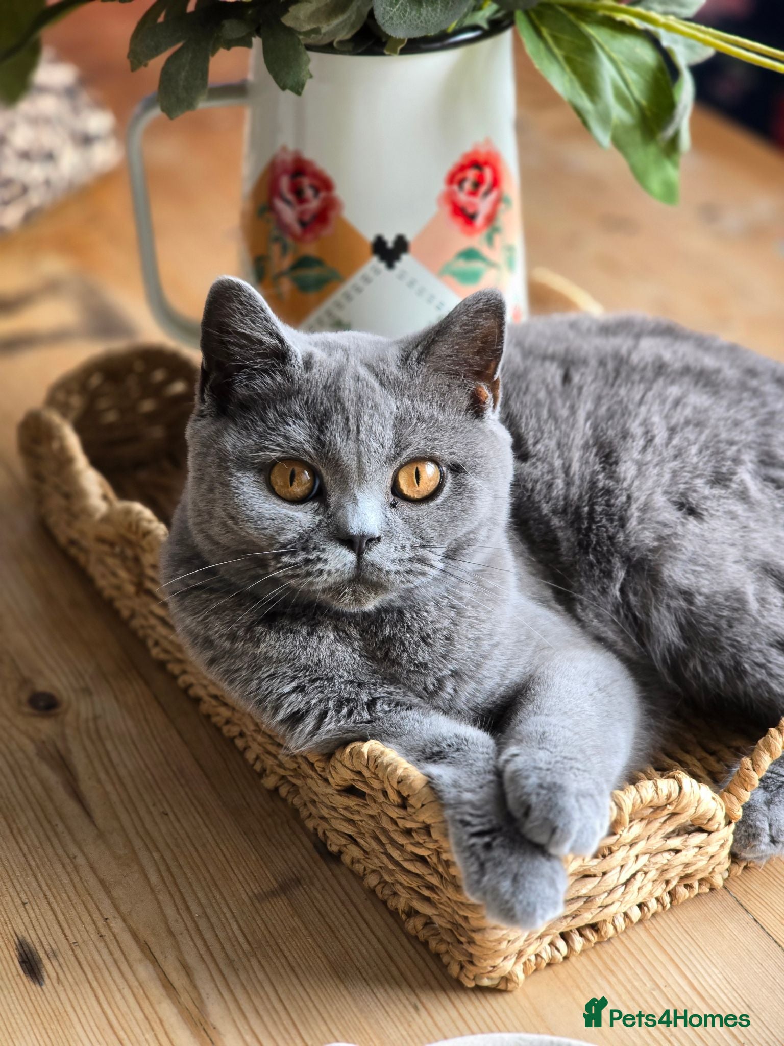 British Shorthair cats British shorthair  - Advert 1