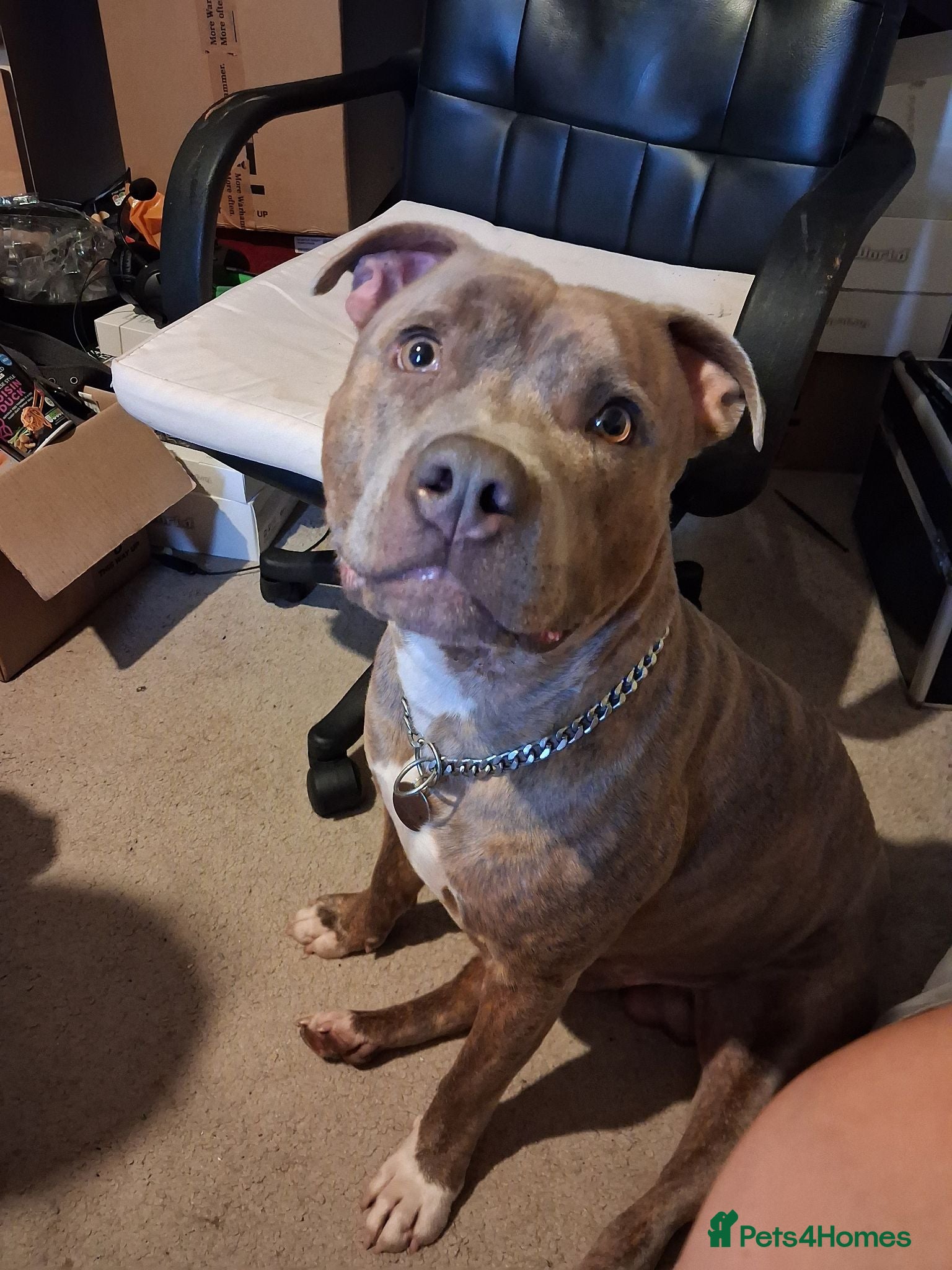 Staffordshire Bull Terrier dogs Valli. Male, 2 years 8 months old  - Advert 1
