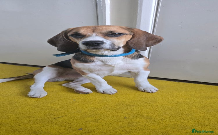 Beagle dogs - Advert 1