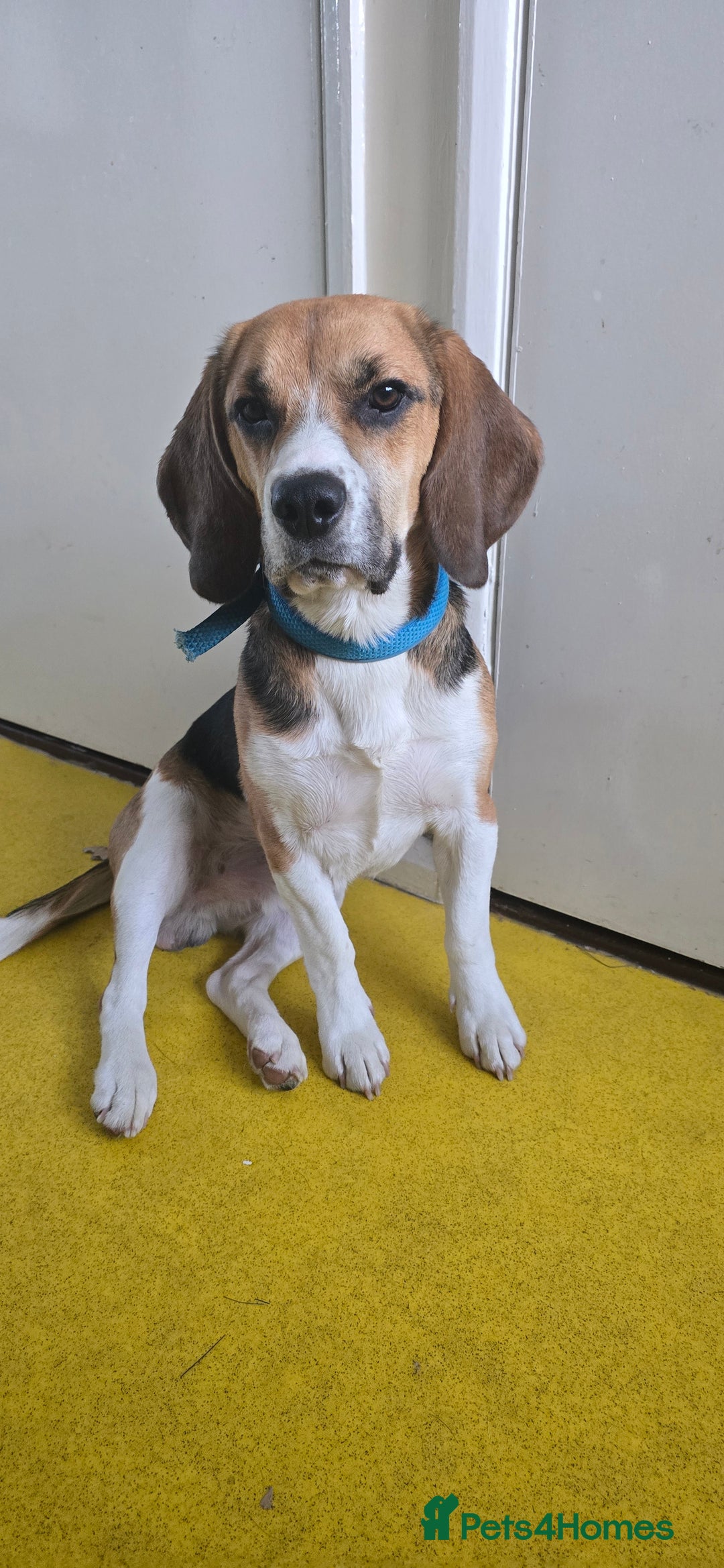 Beagle dogs for sale: Marlo the beagle  - Image 1
