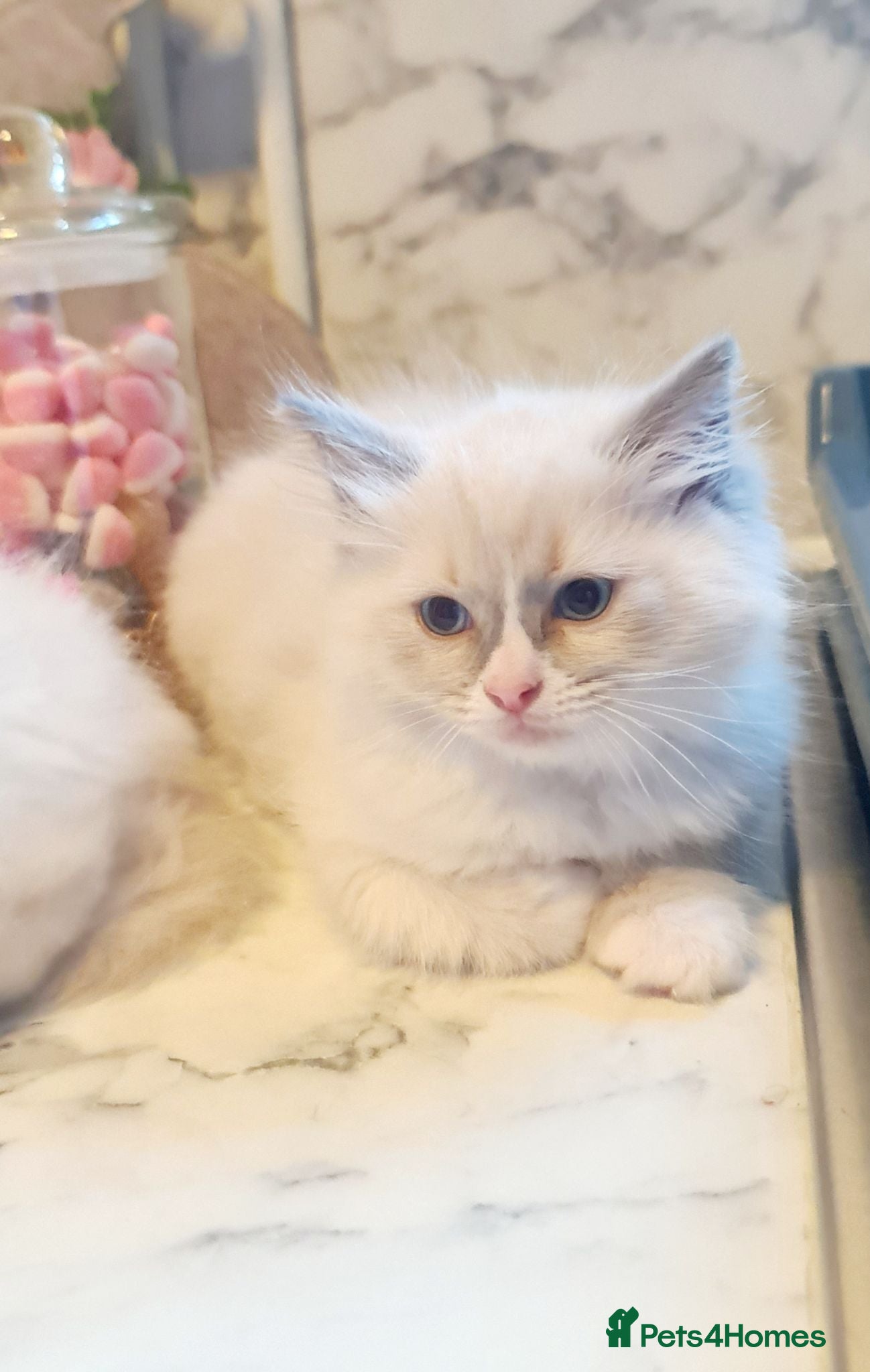 Ragdoll cats Last 2 female Ragdoll kittens READY NOW - Advert 5