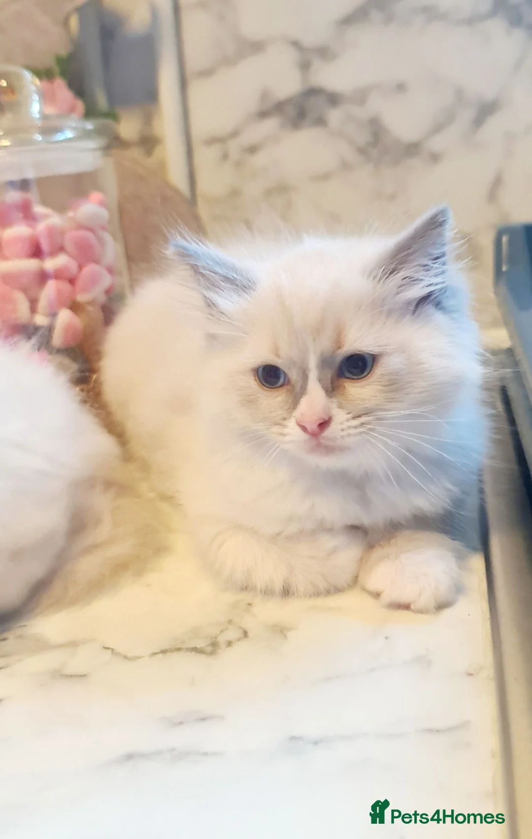 Ragdoll cats for sale: Last female Ragdoll kitty READY NOW - Advert 2