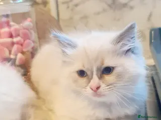 Ragdoll cats Last 2 female Ragdoll kittens READY NOW - Advert 5