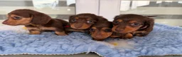 Miniature Dachshund dogs for sale: Kc Kaninchen dachshund weeny weeny  - Advert 17