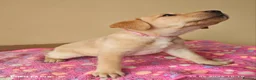 Labrador Retriever dogs for sale: Exceptional Home Raised Labrador Puppies in Nottingham - Advert 20