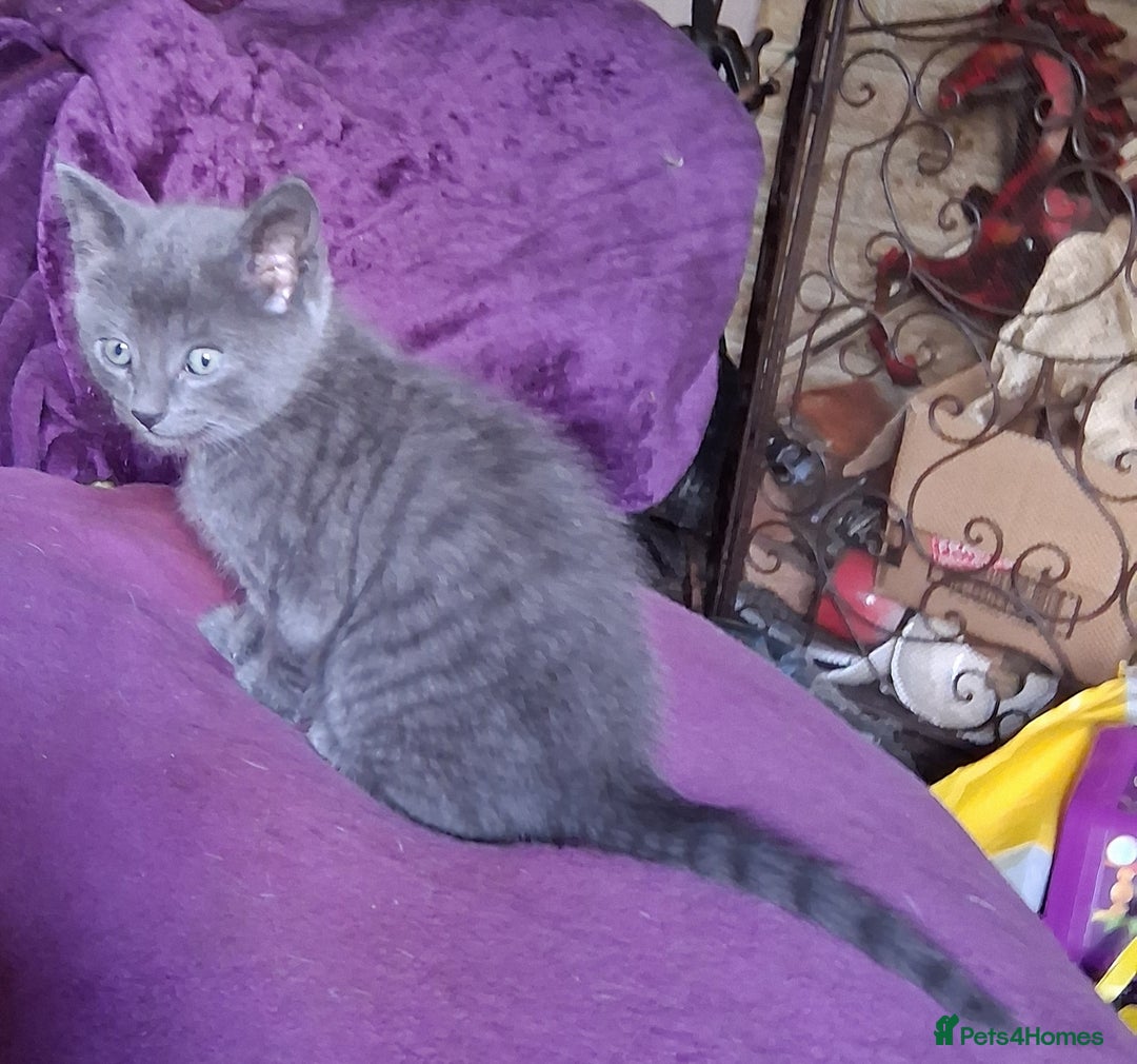 Mixed Breed cats for sale: ⭐️⭐️Stunning Russian Blue X Bengal Kittens ⭐️⭐️⭐️ - Advert 33