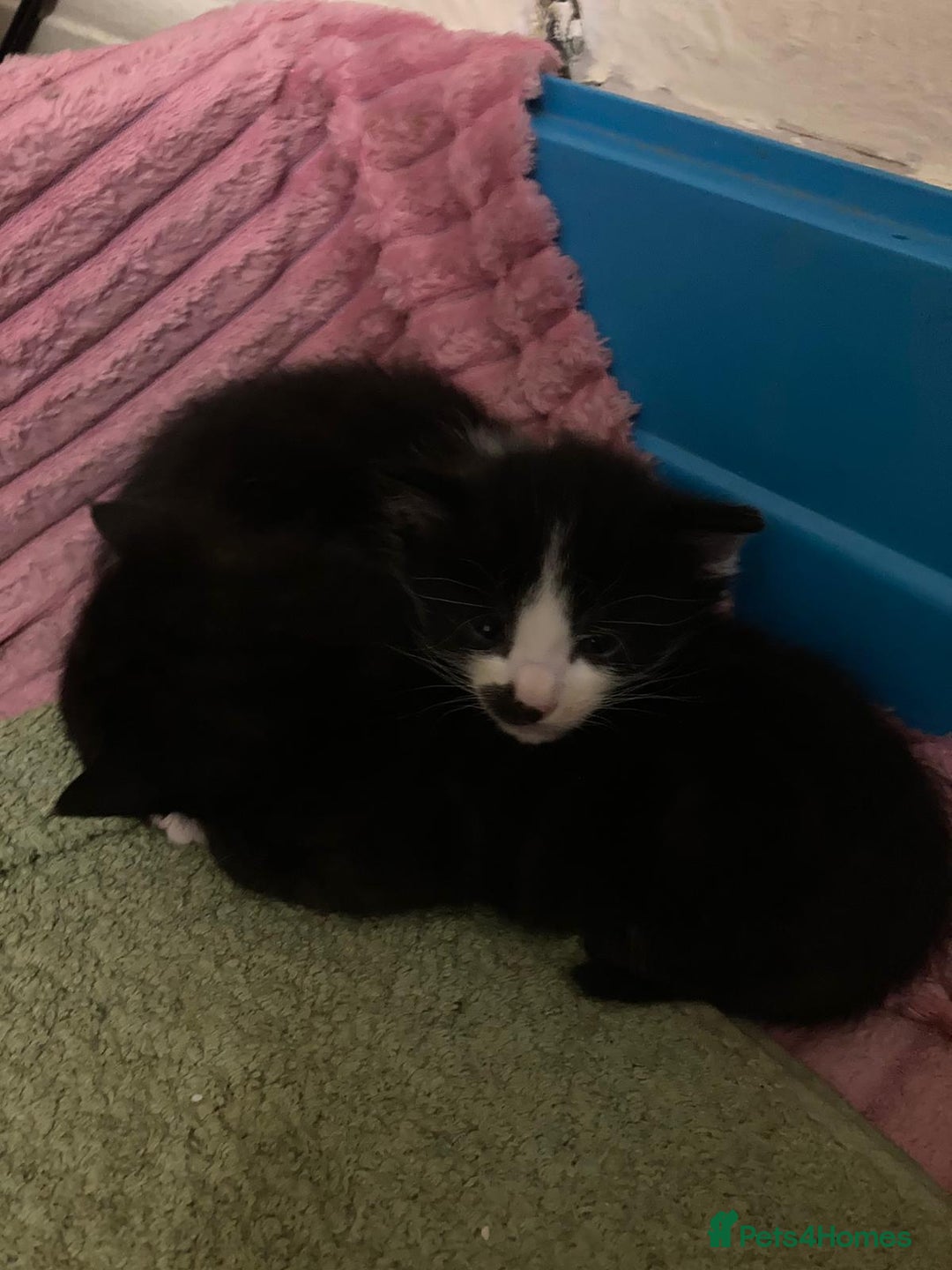 Mixed Breed cats for sale: 2 Male Kittens Available!  - Image 4