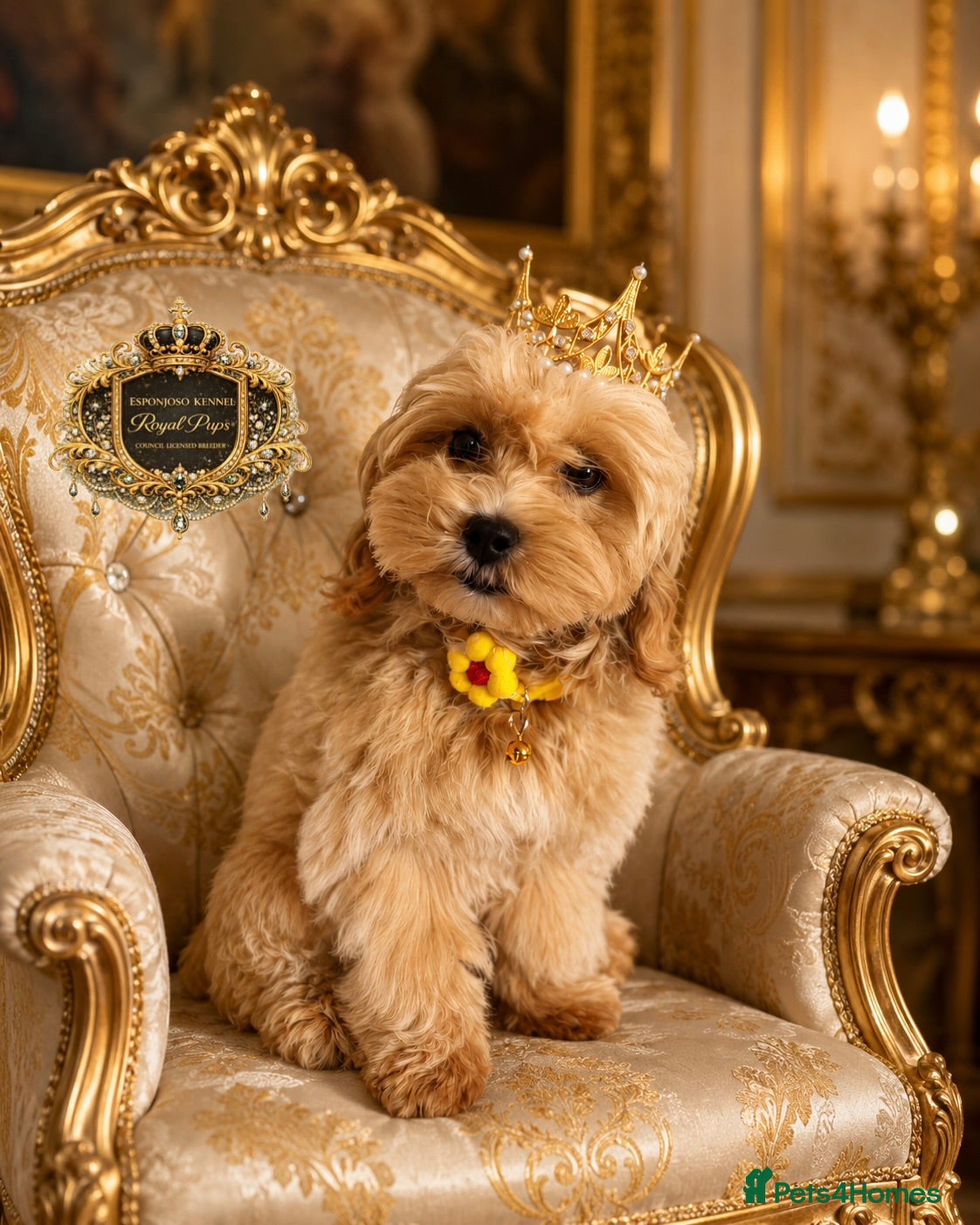 Maltipoo dogs 👑 Last Exquisite Esponjoso Royal maltipoo Boy 👑 - Advert 1