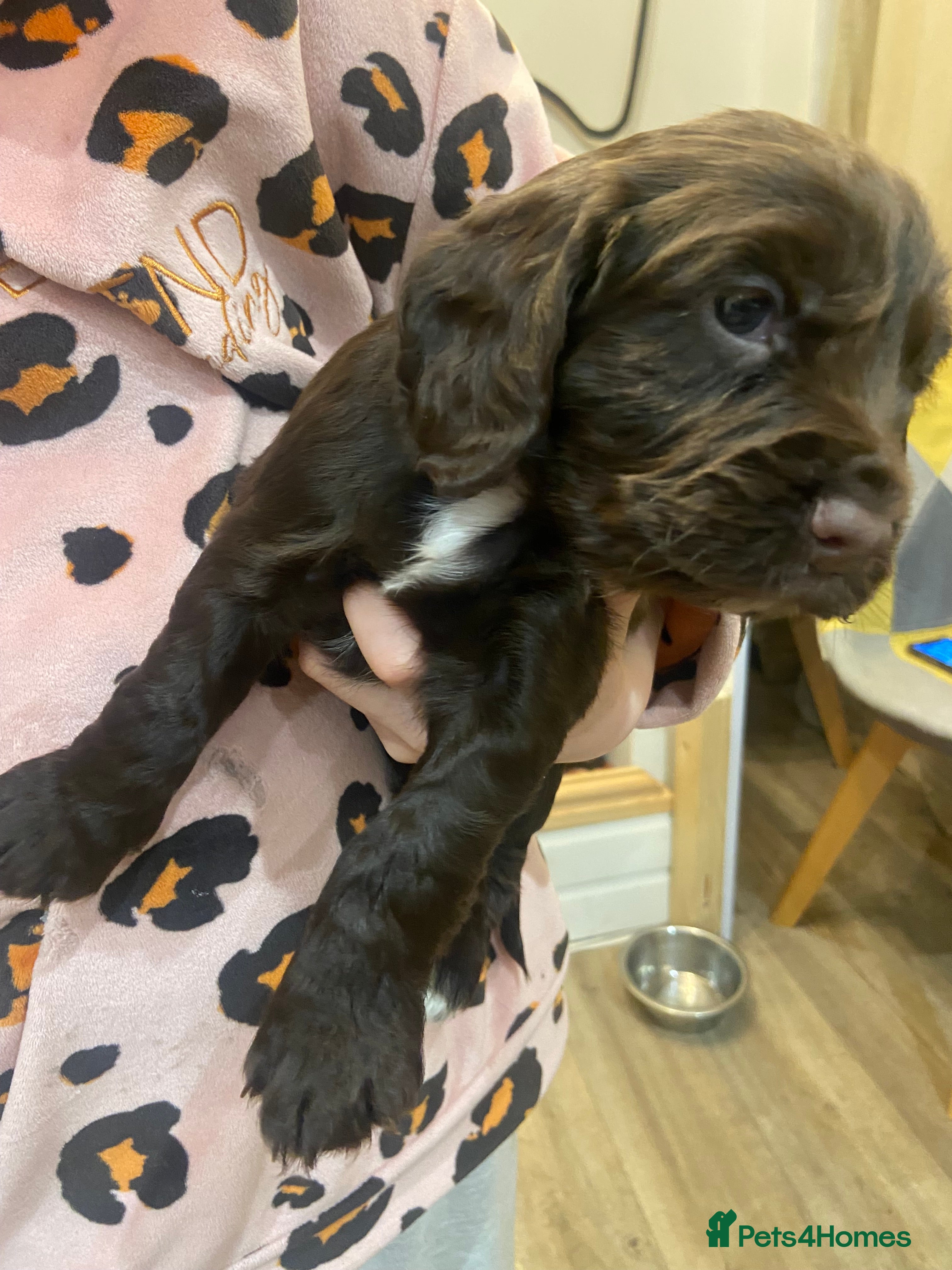 Cocker Spaniel dogs Chocolate Worker Cocker Puppies Kennel Club  - Advert 1