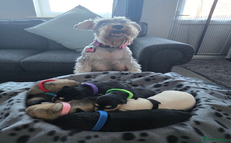 Miniature Schnauzer dogs - Advert 1