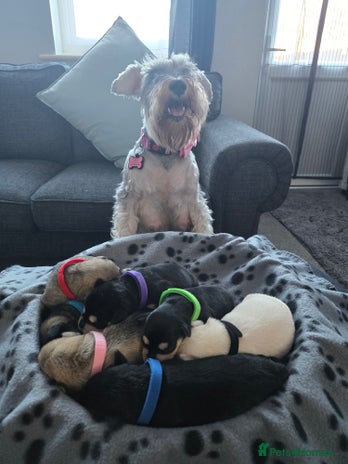 Miniature Schnauzer dogs - Advert 1