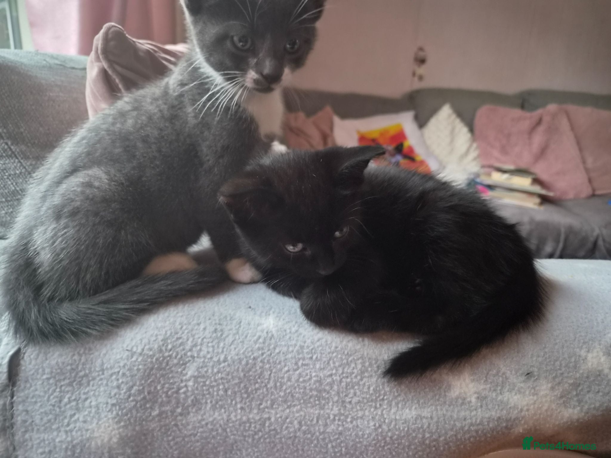 British Shorthair cats Domestic shorthair kittens - Advert 13