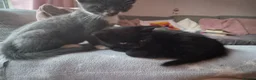 British Shorthair cats for sale: Domestic shorthair kittens - Advert 1