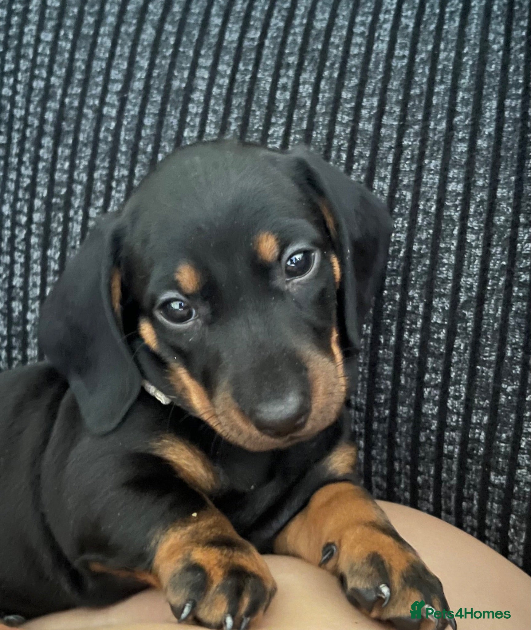 Dachshund dogs Standard smooth haired dachshund puppies - Advert 18